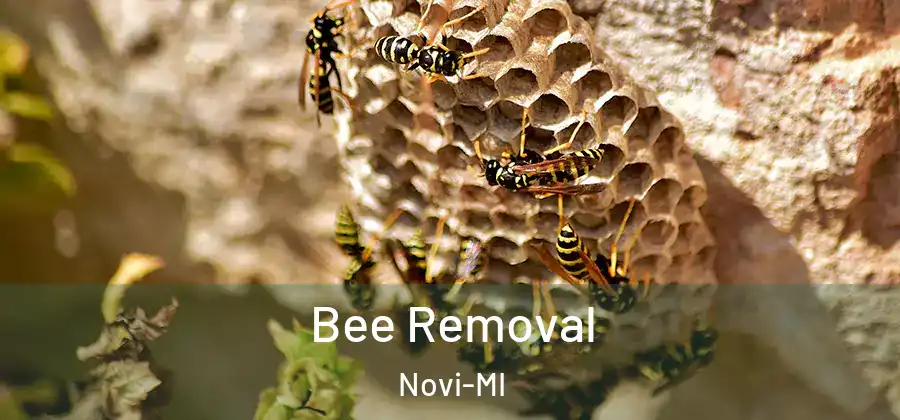 Bee Removal Novi-MI