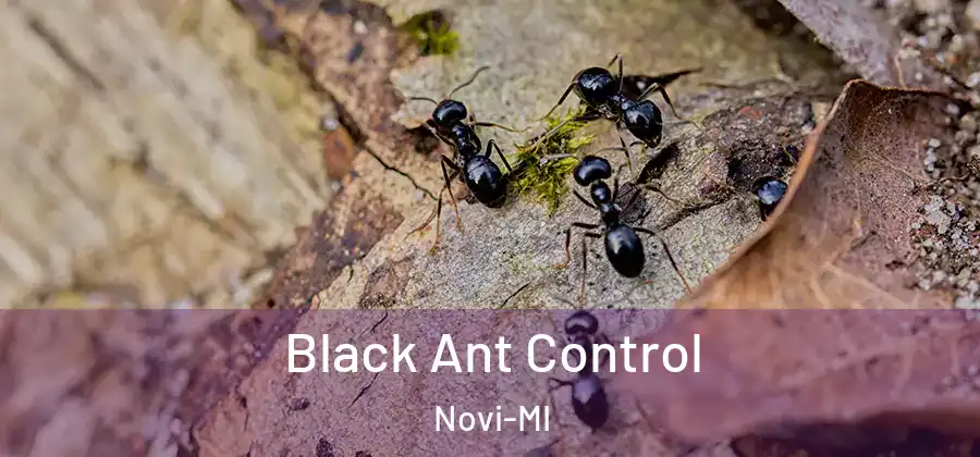 Black Ant Control Novi-MI