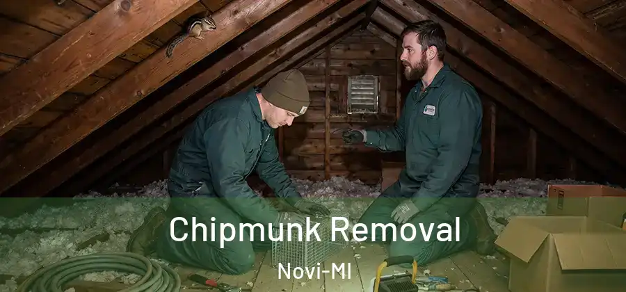 Chipmunk Removal Novi-MI