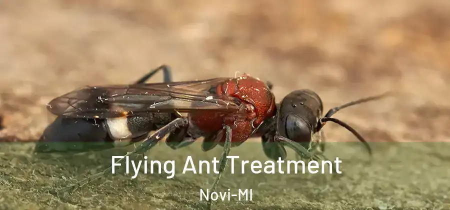  Flying Ant Treatment Novi-MI