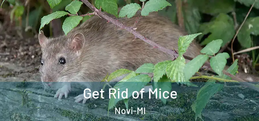  Get Rid of Mice Novi-MI