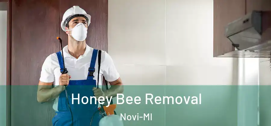 Honey Bee Removal Novi-MI