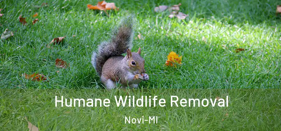  Humane Wildlife Removal Novi-MI