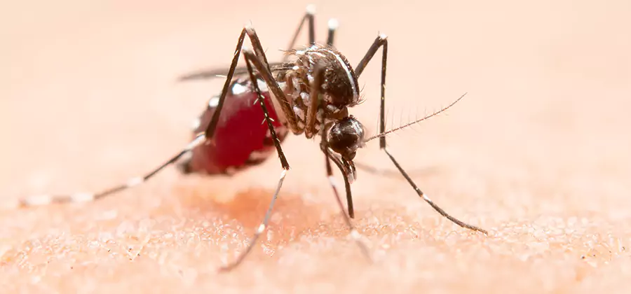 Pond Mosquito Control and Water Treatment in Novi