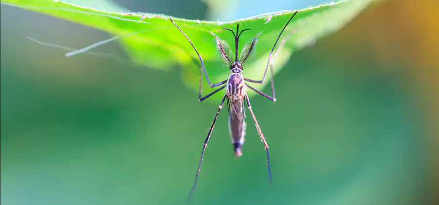 Home Defense Insect Killer in Novi