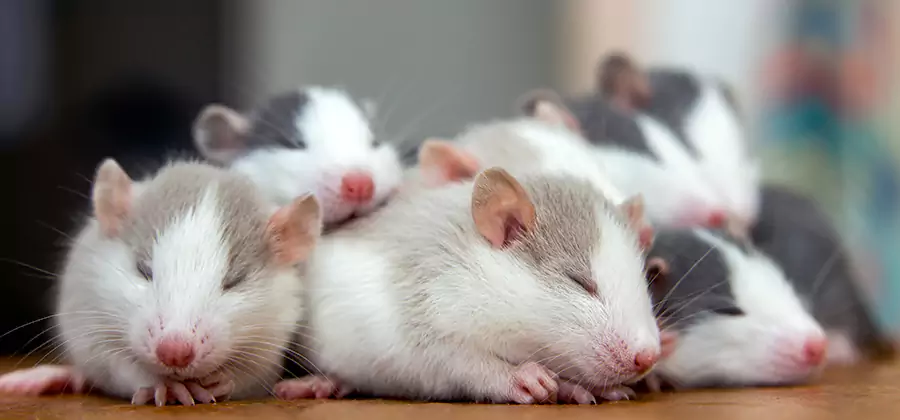 Novi Pet Safe Mice Control