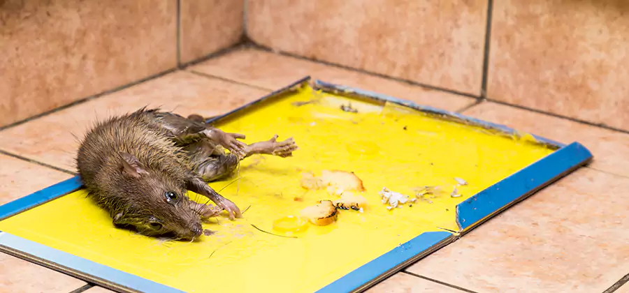 Mouse and Rat Control in Novi