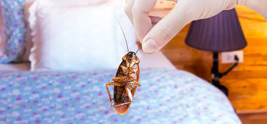 Bed Bug Inspection in Novi