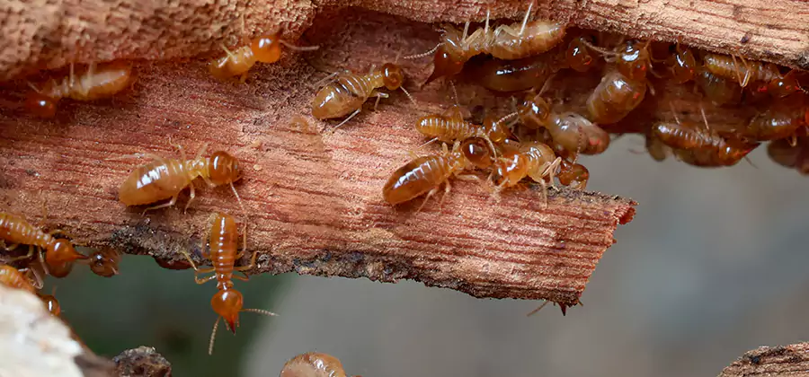 Termite Pest Management in Novi