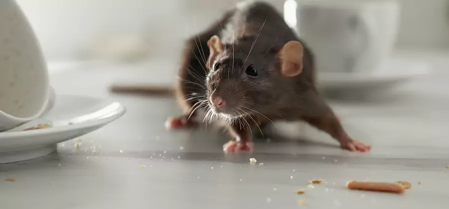 Attic Rat Exclusion Service in Novi