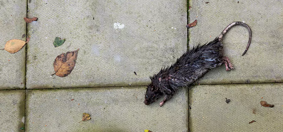 Rodent inspection service in Novi
