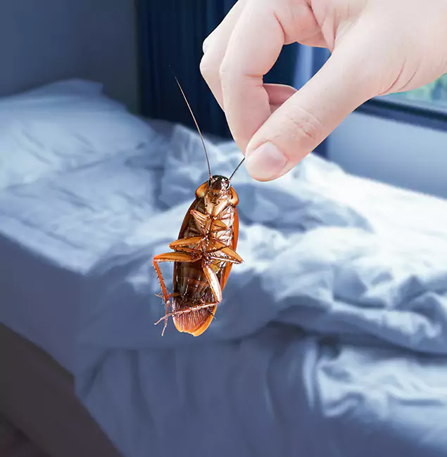 Why Choose Novi Pest Control Pro for Bed Bug Extermination in Novi, MI?