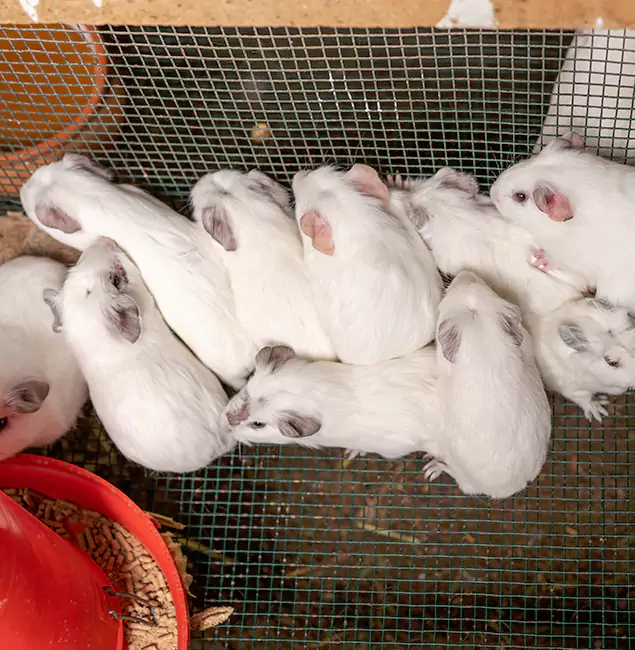 Why Choose Novi Pest Control Pro for Rat Infestation in Novi, MI?