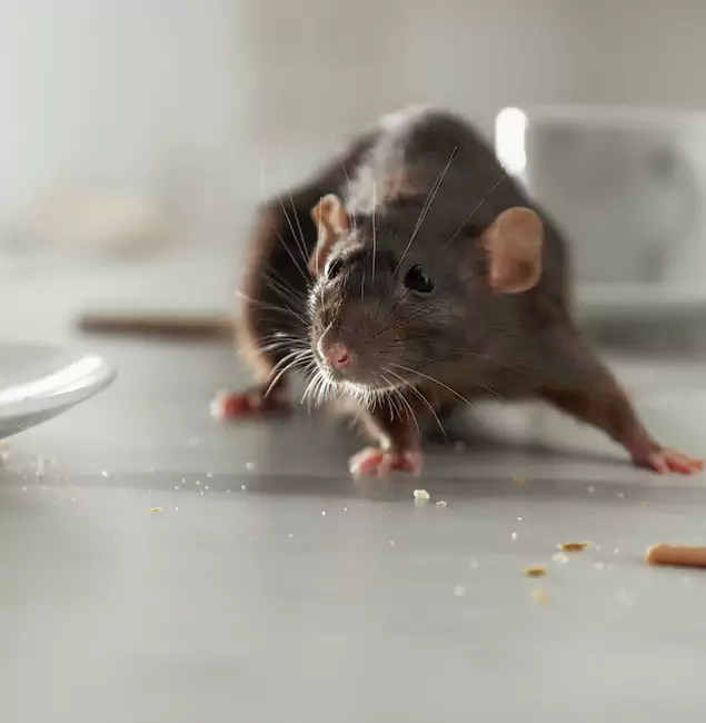 Why Choose Novi Pest Control Pro for Rodent Control in Novi, MI?