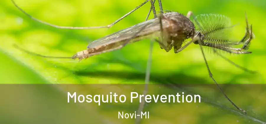 Mosquito Prevention Novi-MI