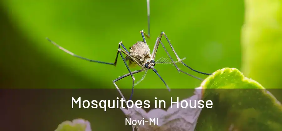  Mosquitoes in House Novi-MI
