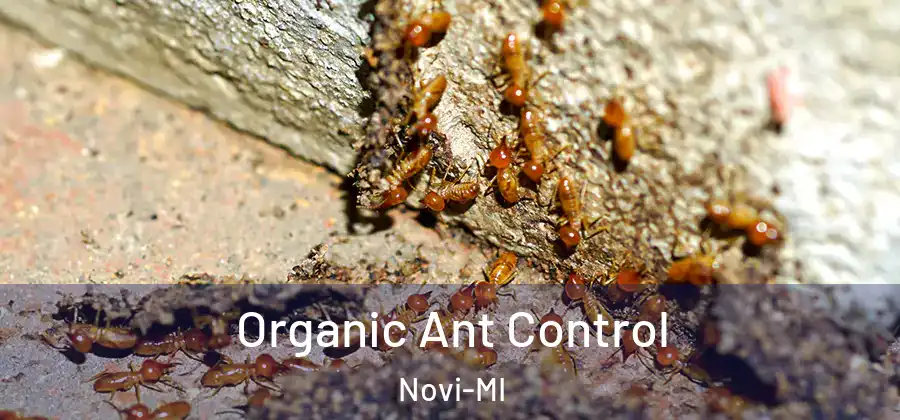  Organic Ant Control Novi-MI