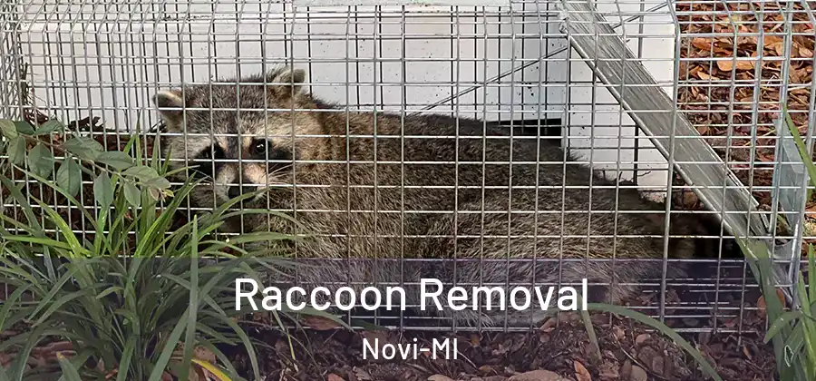 Raccoon Removal Novi-MI