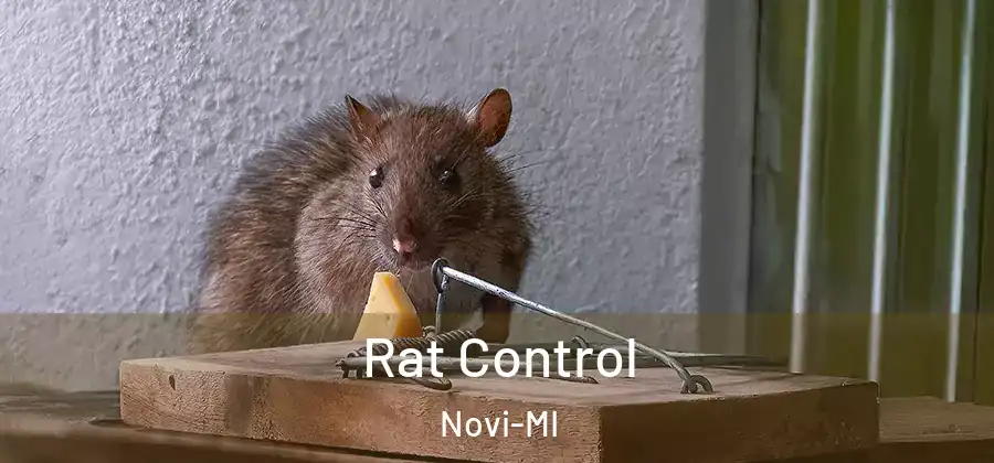 Rat Control Novi-MI