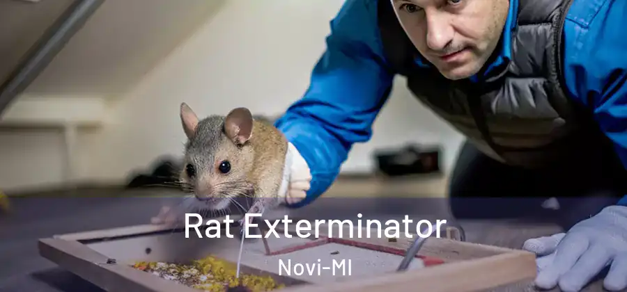 Rat Exterminator Novi-MI