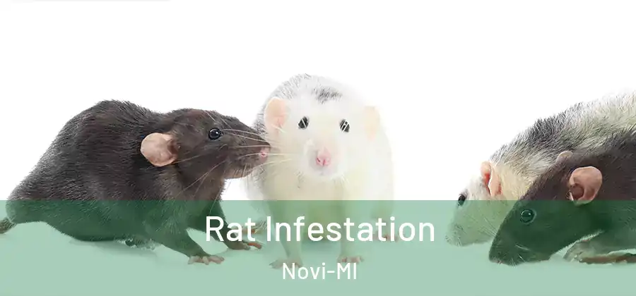 Rat Infestation Novi-MI