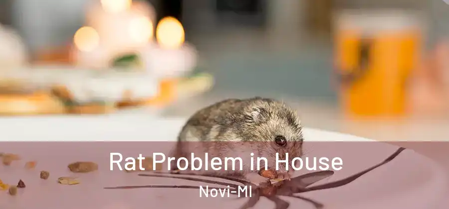 Rat Problem in House Novi-MI