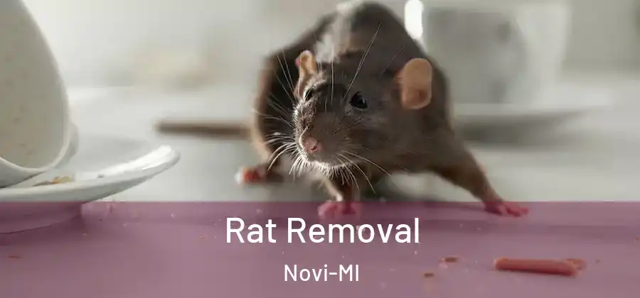 Rat Removal Novi-MI