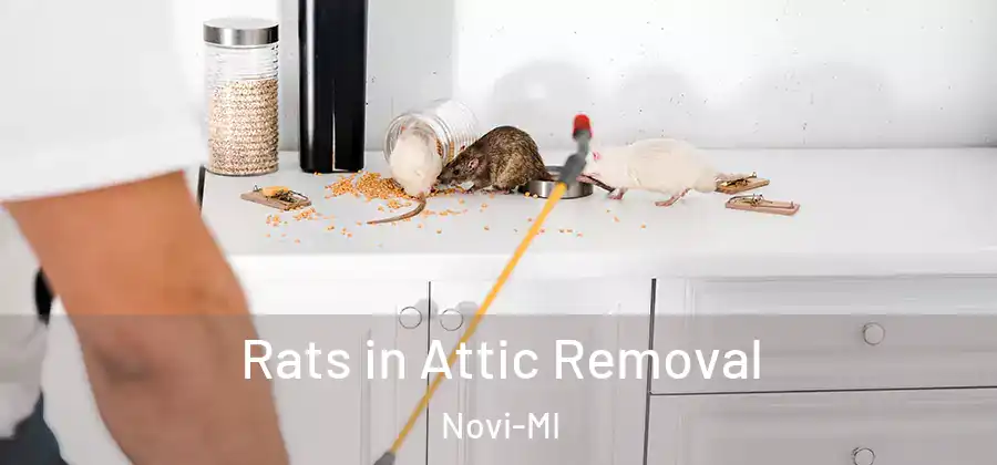  Rats in Attic Removal Novi-MI