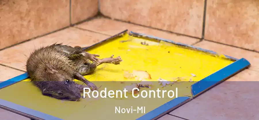 Rodent Control Novi-MI