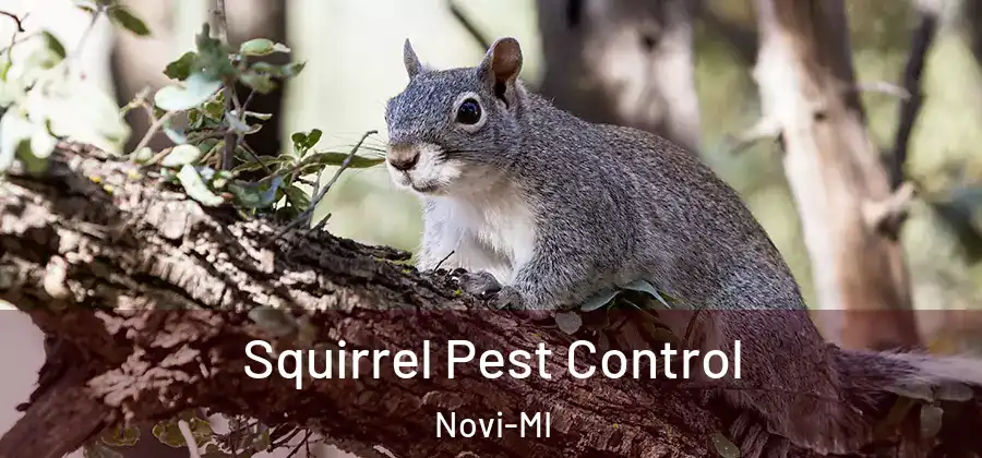 Squirrel Pest Control Novi-MI