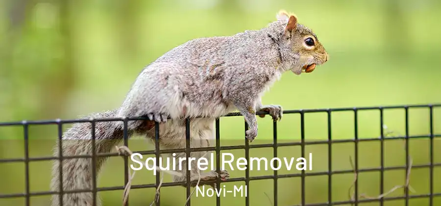  Squirrel Removal Novi-MI