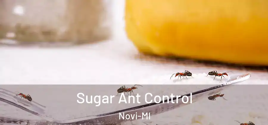Sugar Ant Control Novi-MI