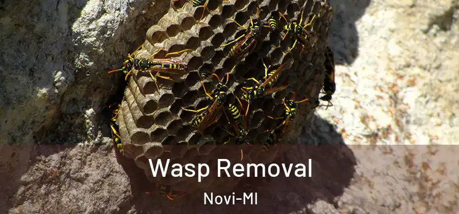 Wasp Removal Novi-MI
