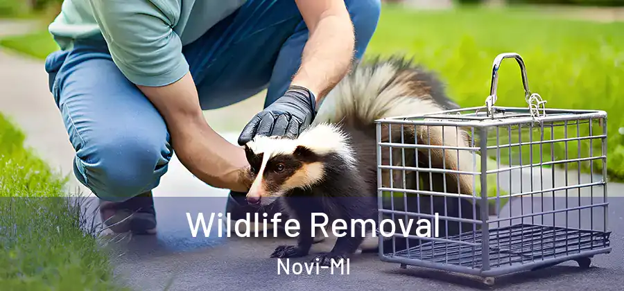 Wildlife Removal Novi-MI